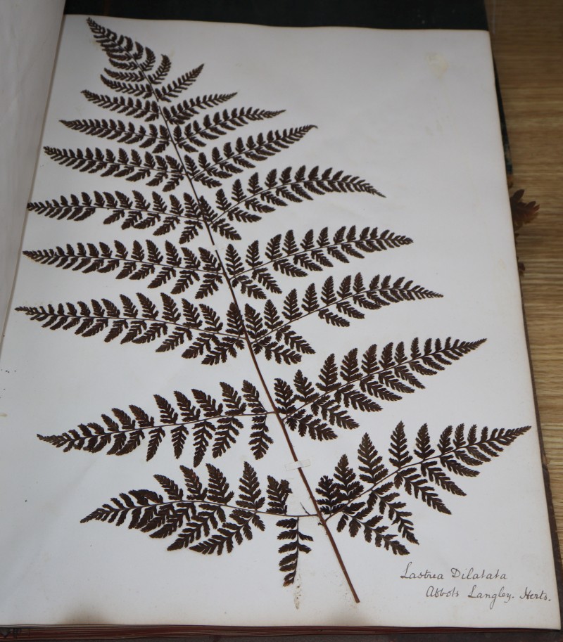 Two 19th century bound folios containing a wide range of pressed leaves of shrubs, trees and ferns, all titled in pencil